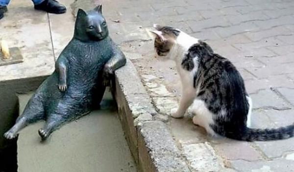 В Стамбуле установили скульптуру в память о самом ленивом коте в мире (ФОТО)