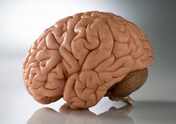 Ученые вырастили человеческий мозг из кожи