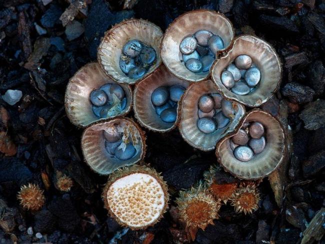 Волшебный мир австралийских грибов (ФОТО)