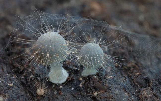 Волшебный мир австралийских грибов (ФОТО)