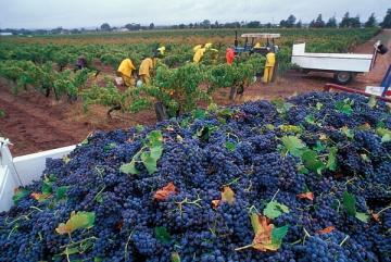 В Украине собрали рекордный урожай винограда