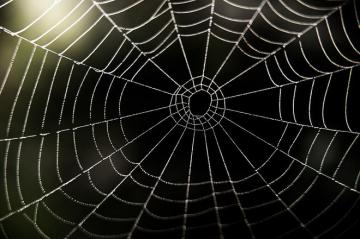 Ученые превратили шелкопряда в «человека-паука»