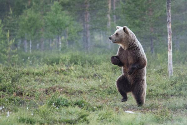 ТОП-7 самых смешных снимков из мира животных (ФОТО)