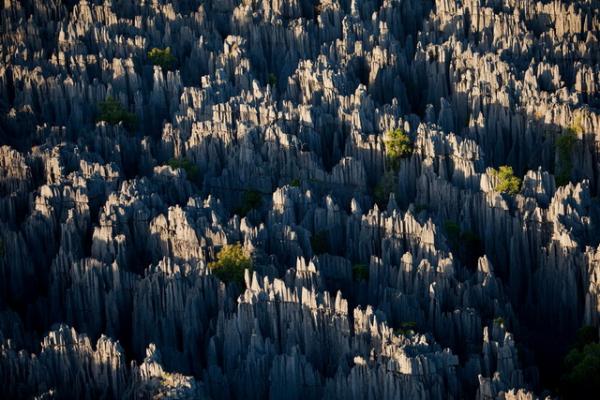Чудо природы: самый необычный лес в мире (ФОТО)