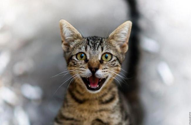 25 смешных котов, которые явно перебрали с кошачьей мятой (ФОТО)