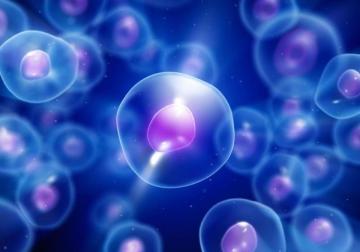 Ученые смогут создавать человеческие клетки с нуля