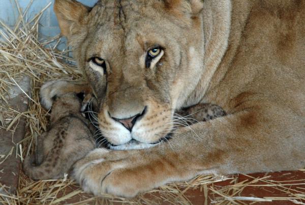 В мире животных: трогательные снимки мам и детенышей (ФОТО)