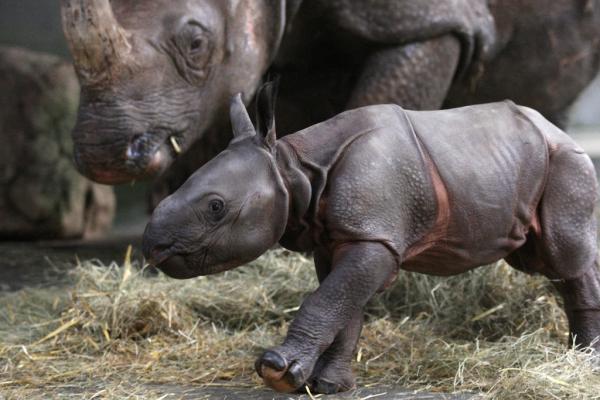В мире животных: трогательные снимки мам и детенышей (ФОТО)