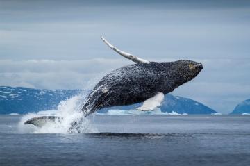 Дрон снял уникальное явление: танец гренландского кита (ВИДЕО)