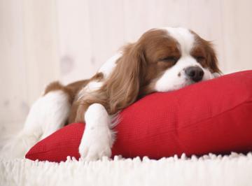 Ученые выяснили, кого собаки видят во сне
