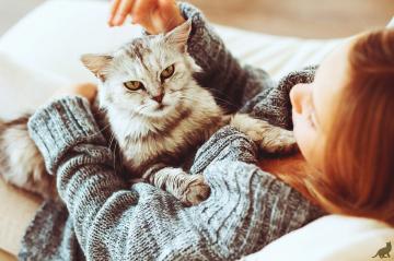 Ученые рассказали, почему у людей возникает аллергия на кошек