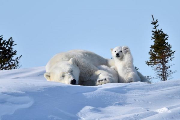 Забавная природа: Лучшие фотографии диких животных (ФОТО)