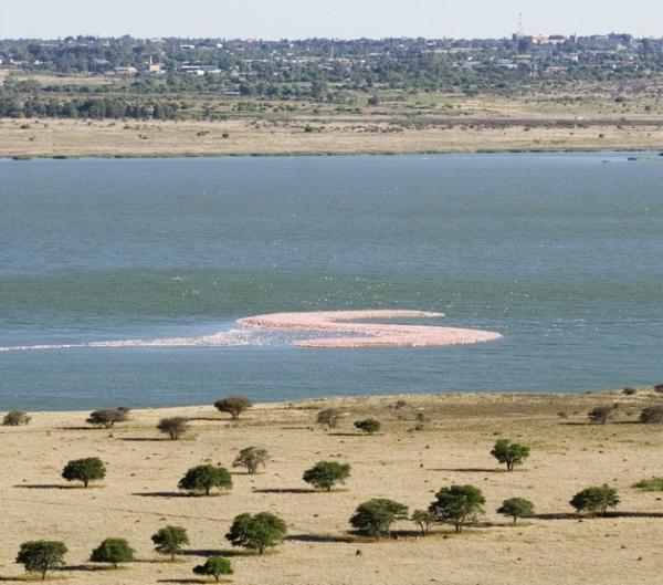 Птичий рай: остров Фламинго в Южной Африке (ФОТО)