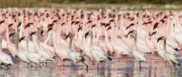 Птичий рай: остров Фламинго в Южной Африке (ФОТО)
