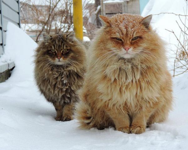 10 самых красивых на Земле кошек (ФОТО)