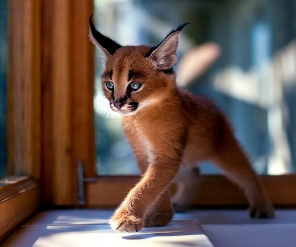 10 самых красивых на Земле кошек (ФОТО)