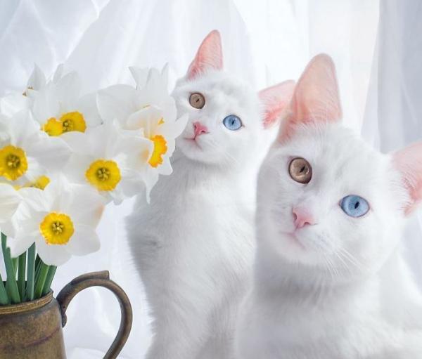10 самых красивых на Земле кошек (ФОТО)