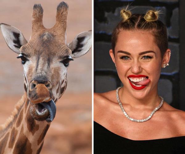 12 животных, которые как две капли похожи на знаменитостей (ФОТО)