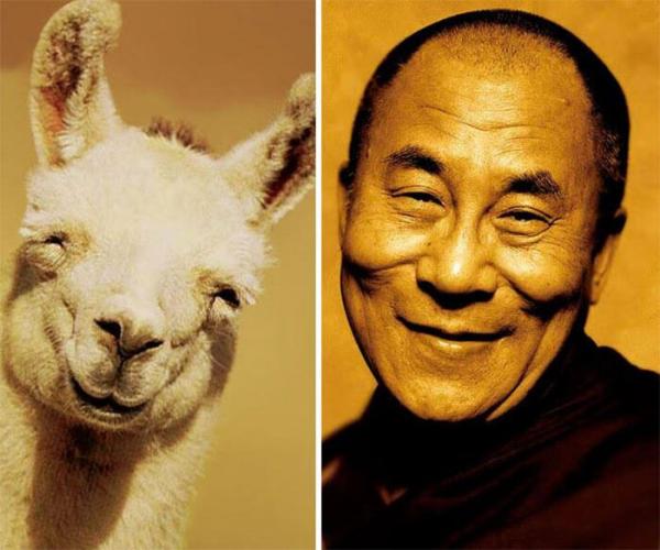 12 животных, которые как две капли похожи на знаменитостей (ФОТО)