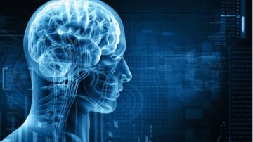 Ученые выяснили, как мозг регулирует память и настроение