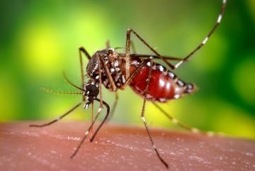 Бразильские ученые выпустят на волю миллионы комаров-мутантов