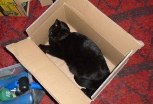 Курьезные снимки из серии «кошки в коробках» (ФОТО)