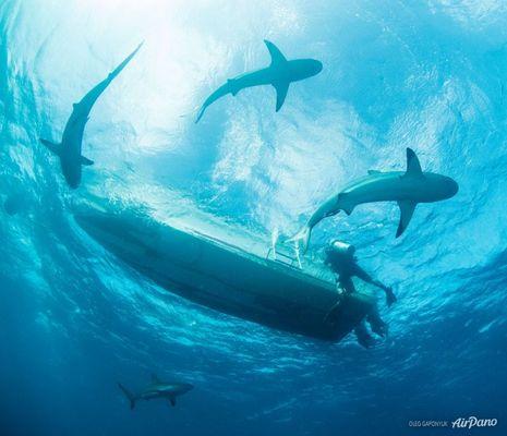 Жемчужина Карибского моря: сады Королевы (ФОТО)