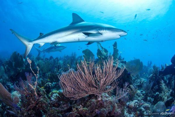 Жемчужина Карибского моря: сады Королевы (ФОТО)