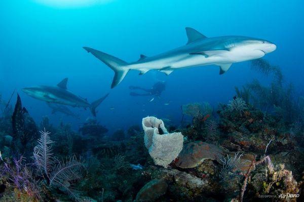 Жемчужина Карибского моря: сады Королевы (ФОТО)