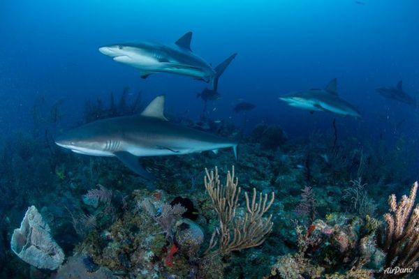 Жемчужина Карибского моря: сады Королевы (ФОТО)