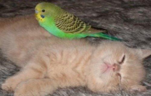 Очаровательные кошки, которые дружат с птицами (ФОТО)