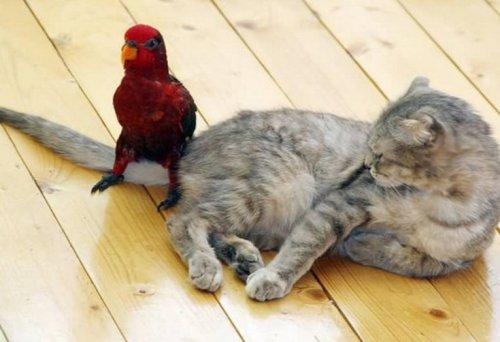 Очаровательные кошки, которые дружат с птицами (ФОТО)