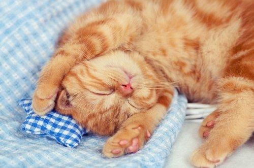 25 очаровательных котят, которые сделают вас счастливыми (ФОТО)