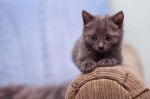 25 очаровательных котят, которые сделают вас счастливыми (ФОТО)