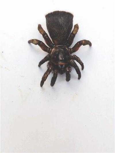 Фермер из Китая нашел очень редкого паука с дискообразным задом (ФОТО)