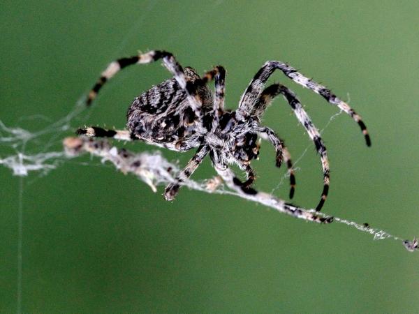 Хелицеровые пауки - миниатюрные хищники (ФОТО)