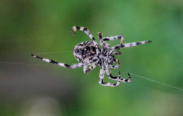 Хелицеровые пауки - миниатюрные хищники (ФОТО)