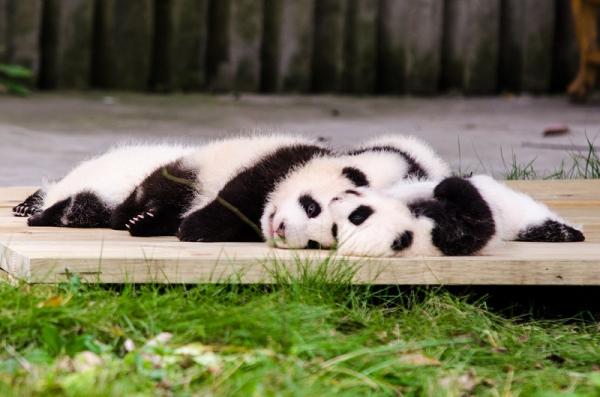 В мире животных: как отдыхают сычуанские панды (ФОТО)