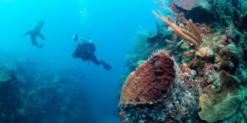 Жемчужина Карибского моря: сады Королевы (ФОТО)