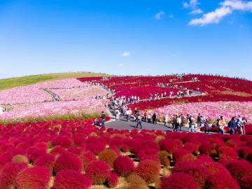 Цветочное царство: красивейший парк Японии (ФОТО)