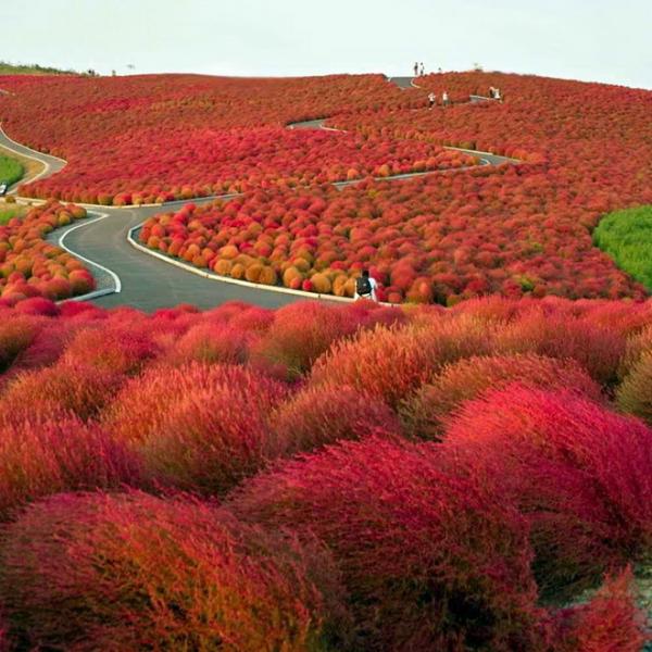 Цветочное царство: красивейший парк Японии (ФОТО)