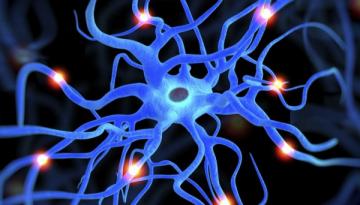 Учёные научили нервные клетки быстро восстанавливаться