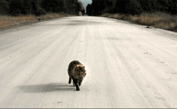 Учёные узнали, как животные находят дорогу домой
