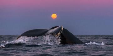 Гренландские киты: уникальные снимки Аудуна Рикардсена (ФОТО)