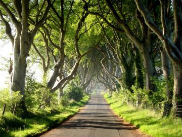Одно из самых фотографируемых природных мест Европы: буковая аллея в Ирландии (ФОТО)