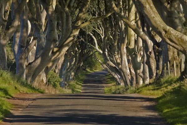 Одно из самых фотографируемых природных мест Европы: буковая аллея в Ирландии (ФОТО)