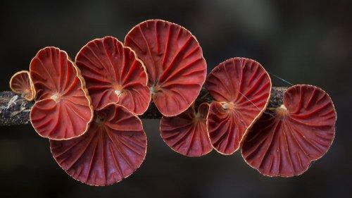 Яркие снимки грибов от австралийского мастера (ФОТО)