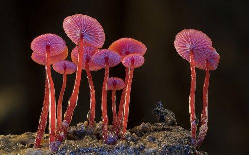 Яркие снимки грибов от австралийского мастера (ФОТО)