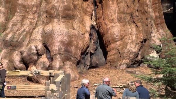 Дерево генерала Шермана - самое большое в мире (ФОТО)