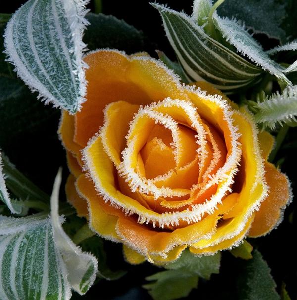 Мороз и цветы: неожиданный тандем (ФОТО)